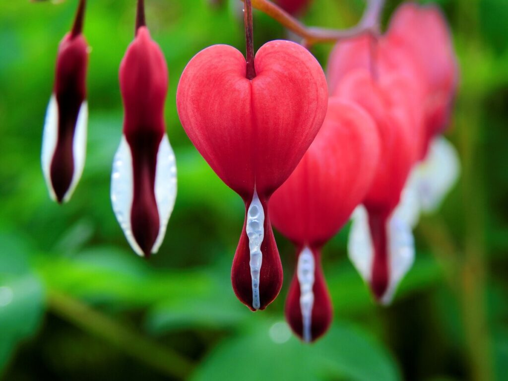 Flor corazón sangrante