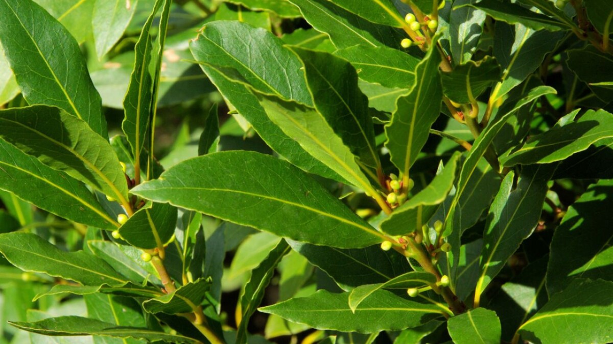 Tipos de árboles - LoveNaturaleza.com