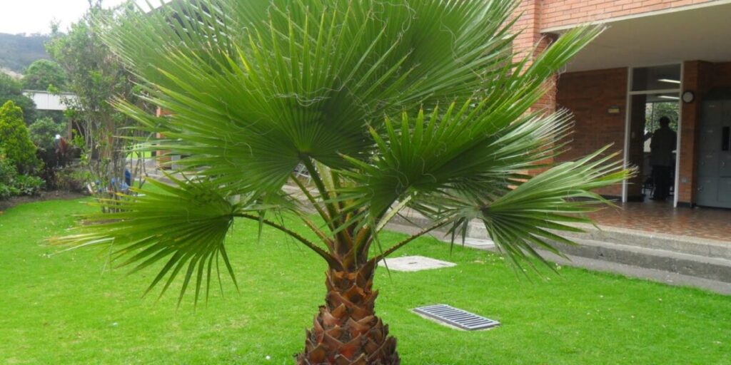 Introducir 95+ imagen tipos de palmeras de interior - Thcshoanghoatham ...