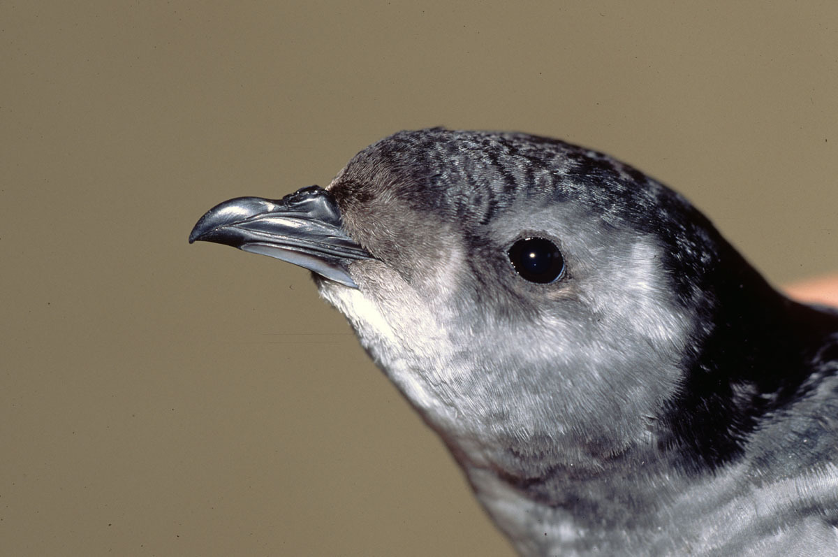 Nombres de pájaros - LoveNaturaleza.com