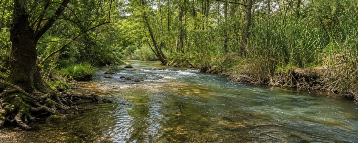 Río claro y sinuoso rodeado por un bosque de ribera con árboles, carrizos y raíces junto a la orilla.