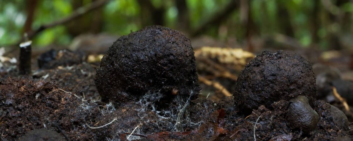 Esclerocios en hongos: qué son y qué efectos puede tener su consumo