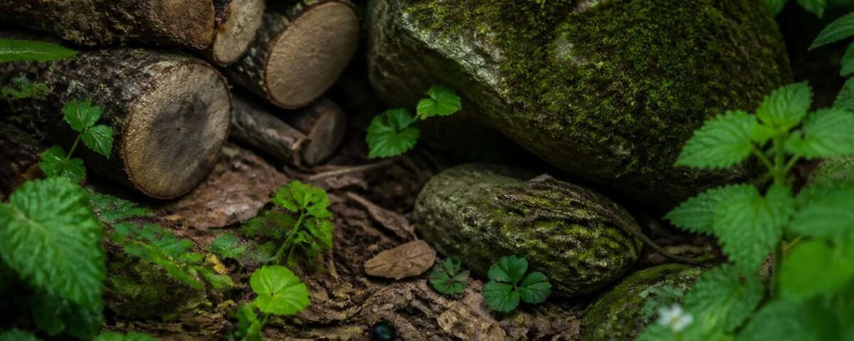 Rincón de jardín con troncos, piedras, hojas secas, musgo y pequeños refugios naturales