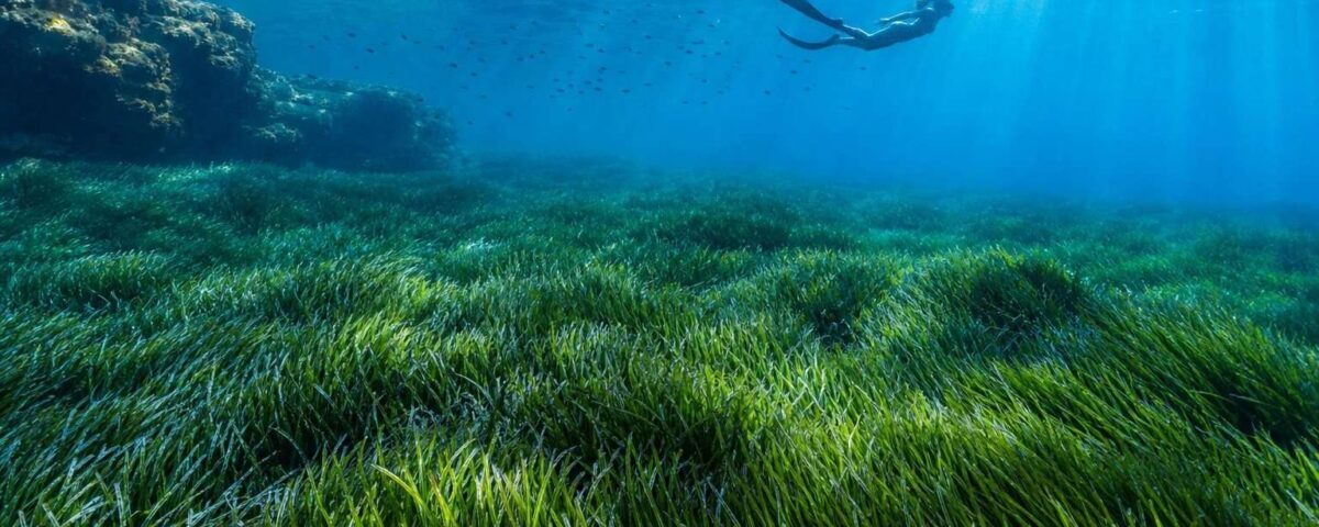 Apneísta nadando sin tocar una extensa pradera de posidonia iluminada por rayos de sol en aguas mediterráneas.