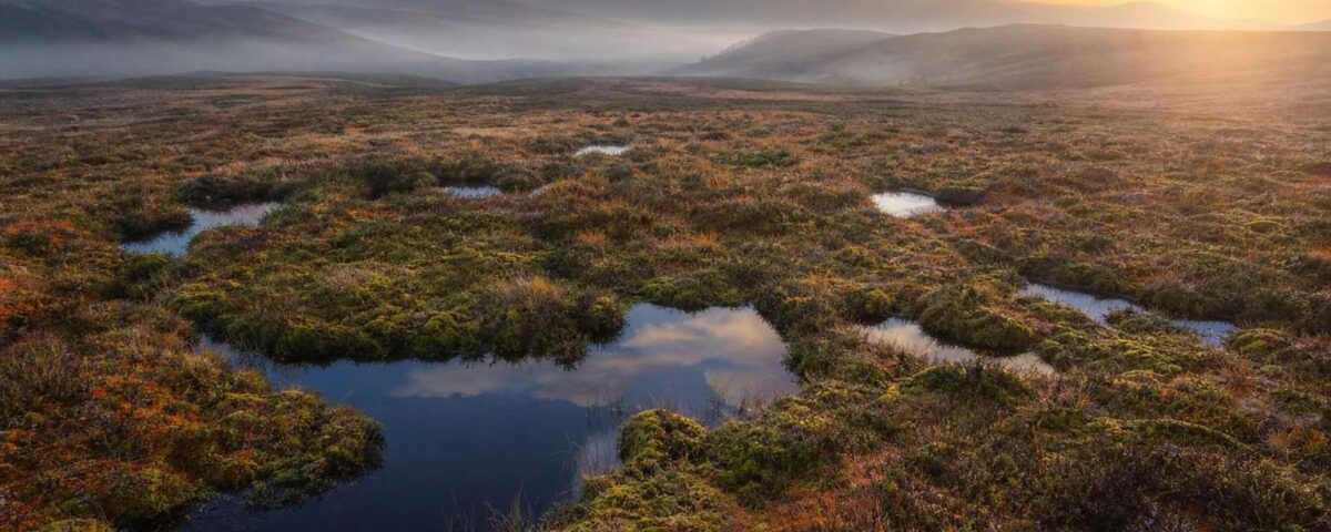 Turbera atlántica con musgos, brezos y pequeñas pozas oscuras al amanecer frente a montañas cubiertas de niebla.