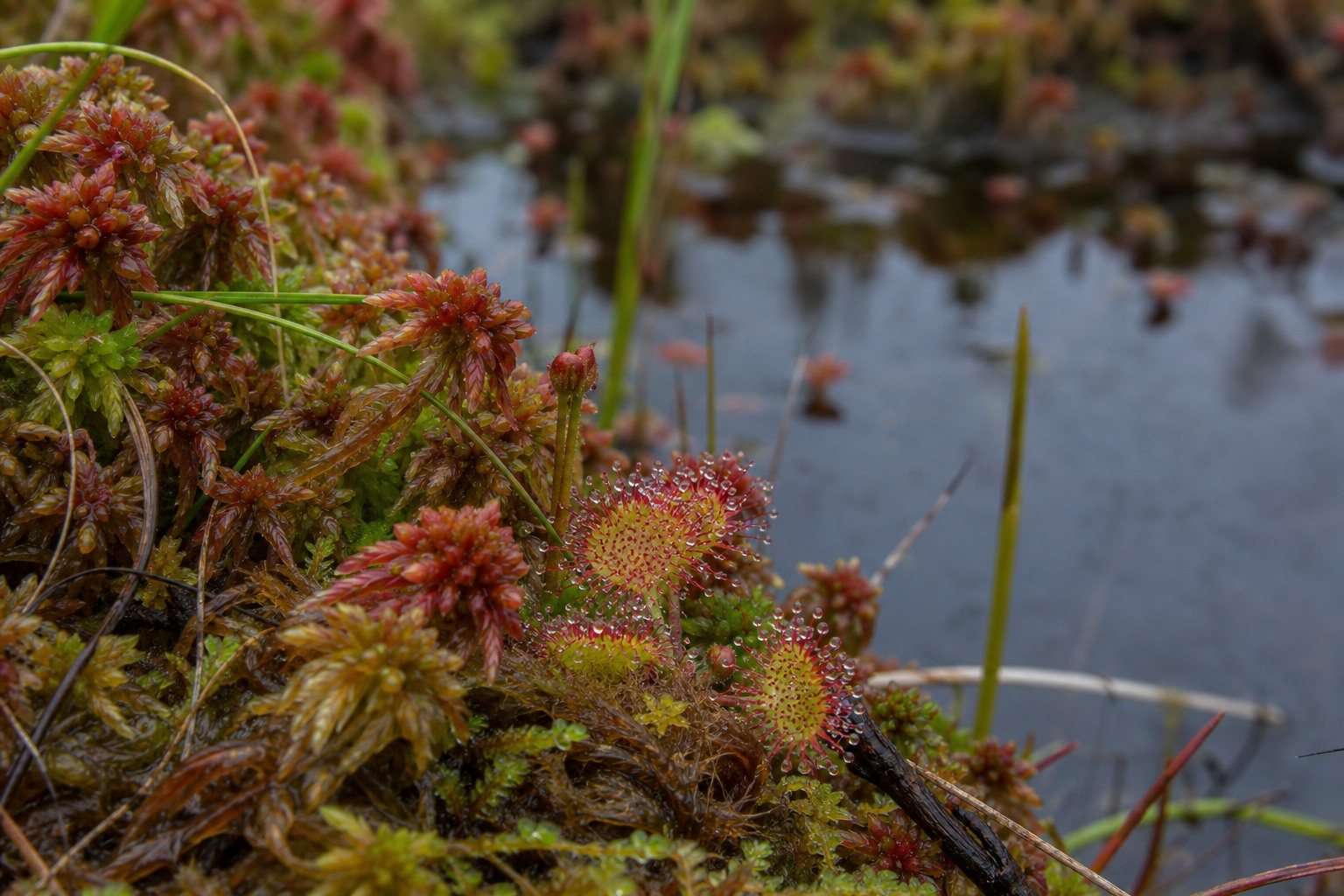 Detalle de musgos de esfagno rojizos y verdes con dos hojas de drosera cubiertas de gotas junto a una pequeña poza.